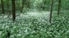 Wald mit blühendem Bärlauch